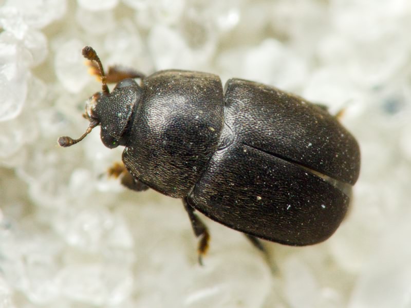 Nitidulidae Latreille, 1802